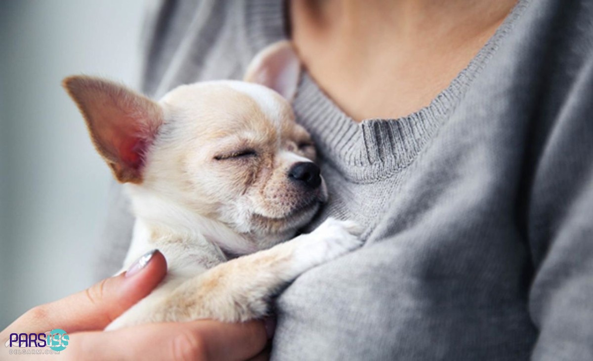 داگ سیتینگ در لوس آنجلس