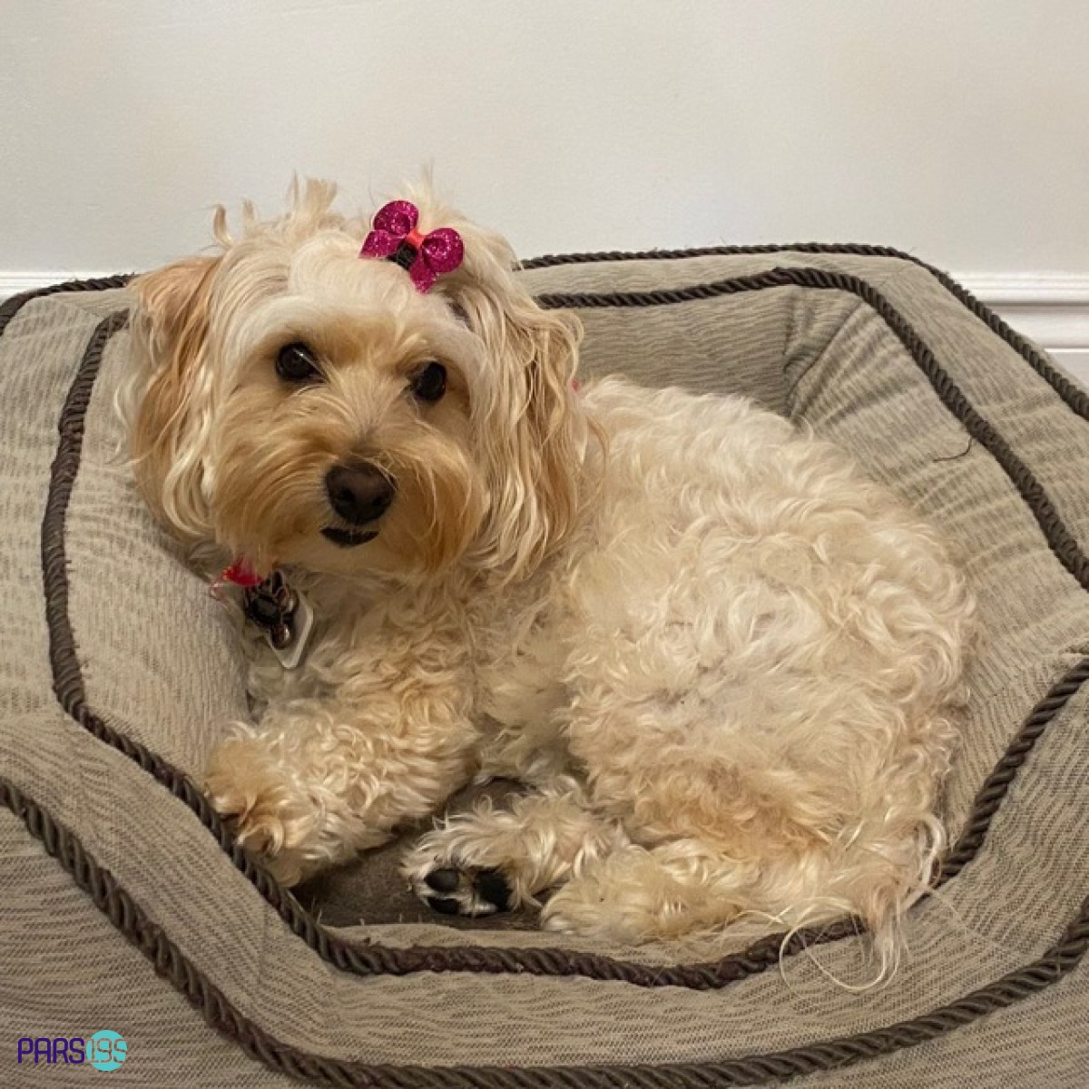 کمک برای جابه جایی هاپو از لس آنجلس به سان فرانسیسکو